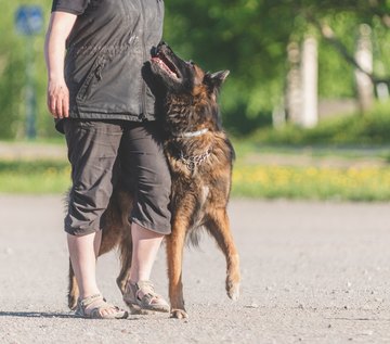 Tottelevaisuuslajien starttikurssi