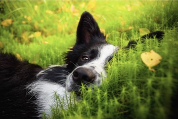 Rauhoittumisen taito