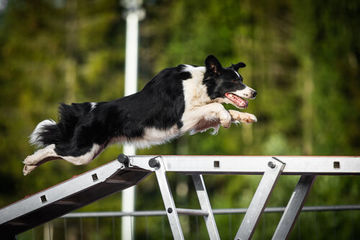 Agility kakkonen