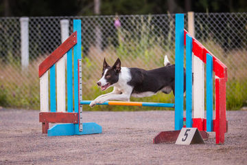 Agility ykkönen